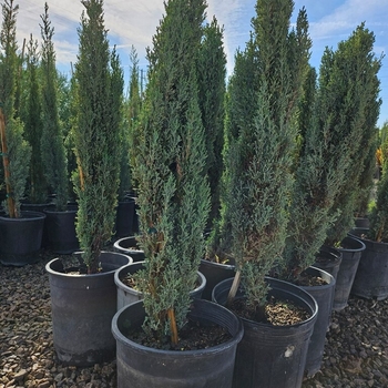 Cupressus sempervirens 'Monshel' PP12933