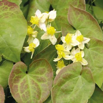 Epimedium x versicolor 'Sulphureum'