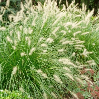 Pennisetum setaceum 'Alba' 