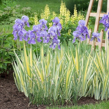 Iris pallida 'Aurea-Variegata' 