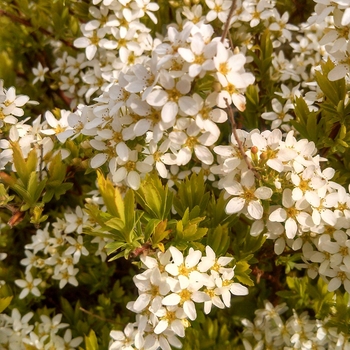 Spiraea thunbergii