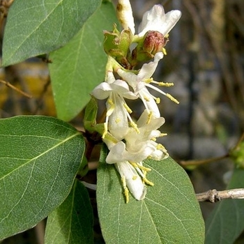 Lonicera fragrantissima