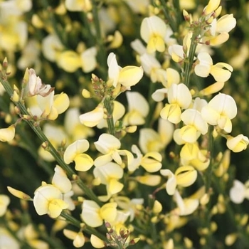 Cytisus x praecox 'Allgold' 