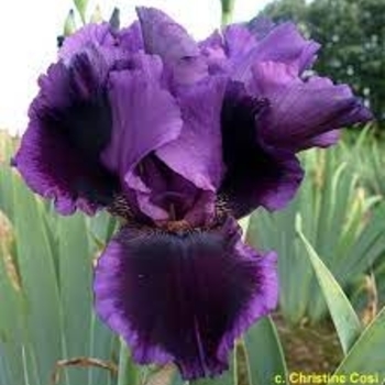 Iris germanica 'Pagan's Dance' 