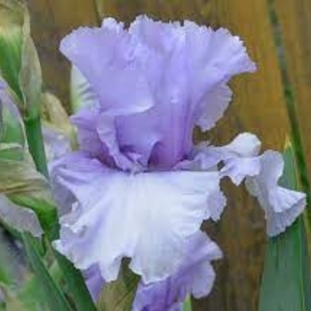 Iris germanica 'Sugar Blues' 