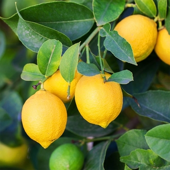 Citrus x limon 'Lisbon' 