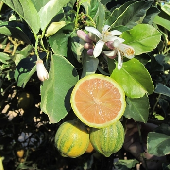 Citrus limon 'Eureka Variegated Pink' 