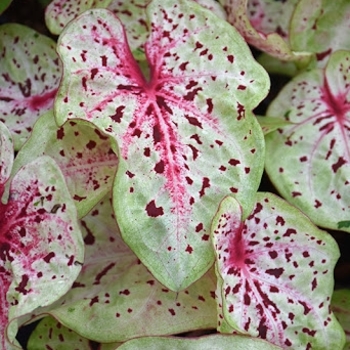 Caladium 'Miss Muffet' 