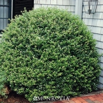 Ilex crenata 'Bennett's Compacta' 