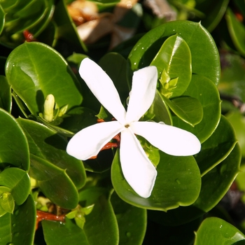 Carissa macrocarpa 'Boxwood Beauty' 