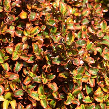 Coprosma repens 'Tequila Sunrise' PP18392