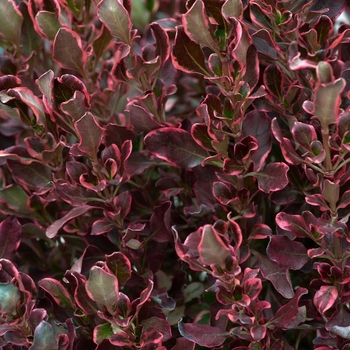 Coprosma repens 'Pacific Sunrise™' 