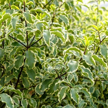 Pittosporum tenuifolium