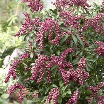 Pieris japonica 'Passion' PP19319