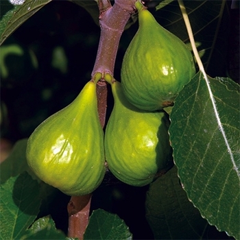 Ficus carica 'Peter's Honey' 