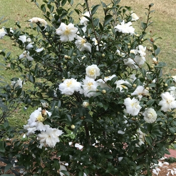 Camellia sasanqua 'Mine-no-yuki' 