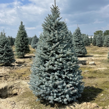 Picea pungens 'Blue Select' 