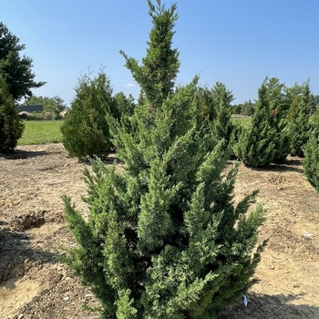 Juniperus chinensis 'Iowa' 