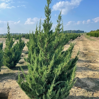 Juniperus chinensis 'Trautman' 