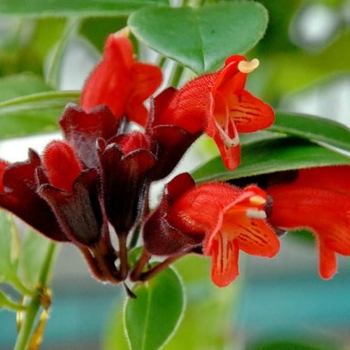 Aeschynanthus lobbianus