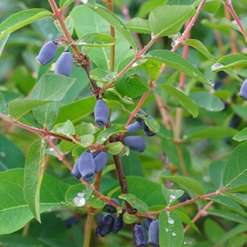 Lonicera 'Polar Jewel' 