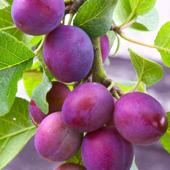 Prunus salicina 'Methley' 