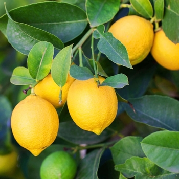 Citrus limon 'Meyer Improved' 