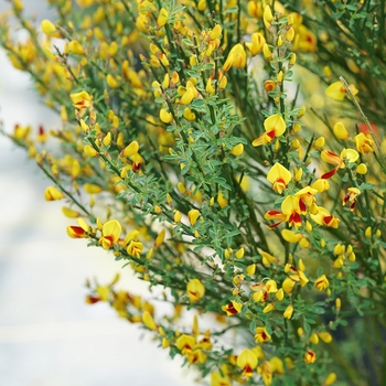 Cytisus 'Minstead' 