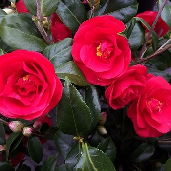 Camellia japonica 'Rosehill Red' 
