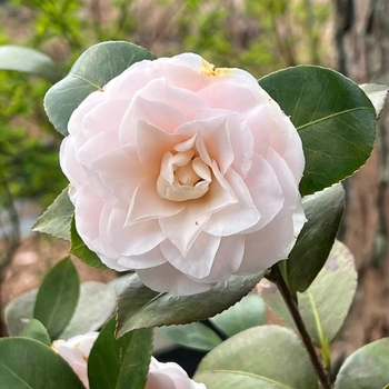 Camellia japonica 'Goggy' 
