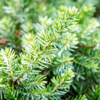 Juniperus conferta