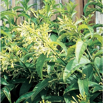 Gardenia jasminoides 'Belmont' 