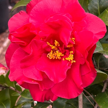 Camellia japonica 'Dr. J.C. Raulston' 