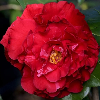 Camellia japonica 'Blood Of China' 