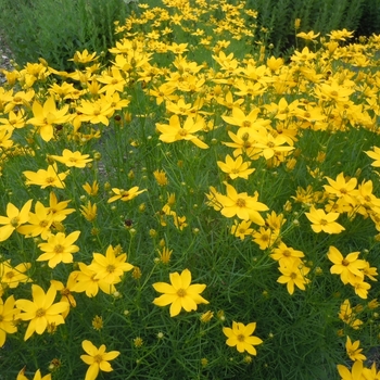 Coreopsis grandiflora