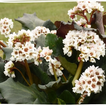 Bergenia 'Happily Ever After' 