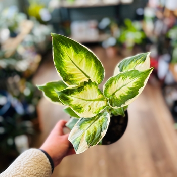 Dieffenbachia 'Cool Beauty' 