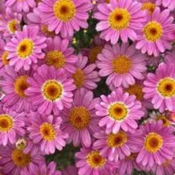 Argyranthemum 'Buttermint' 