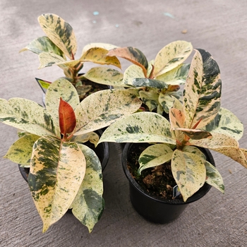 Ficus elastica 'Variegata' 