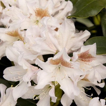 Rhododendron 'Chionoides' 