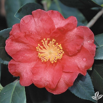 Camellia sasanqua 'Red Bird' 