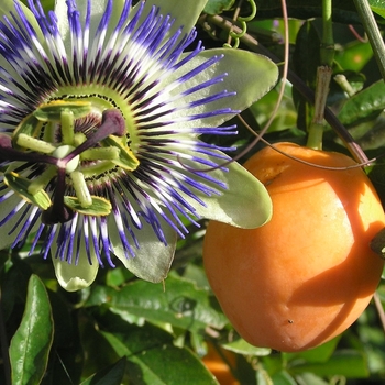 Passiflora edulis 'Nancy Garrison' 