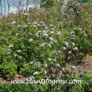 Viburnum carlesii 'Spiced Bouquet'