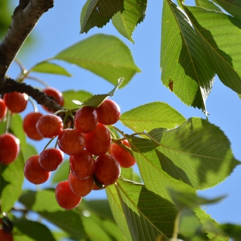 Prunus avium 'Rainier' 