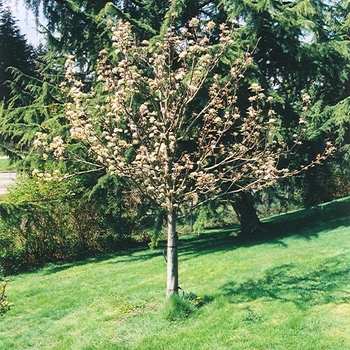 Prunus avium 'Stella' 