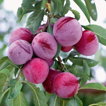 Prunus salicina 'Santa Rosa' 