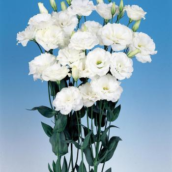 Eustoma grandiflorum 'Echo Pure White' 