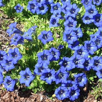 Gentiana acaulis 'Holtzmann' 