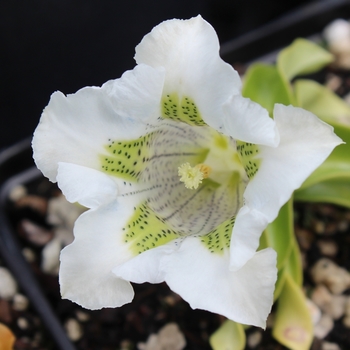 Gentiana angustifolia 'EP White IV' 