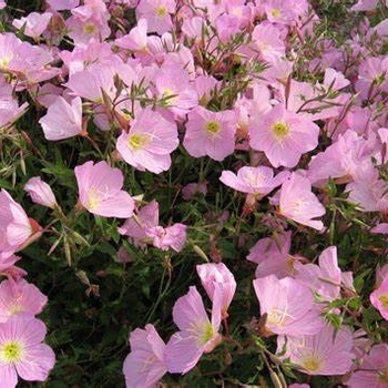 Oenothera speciosa var. berlandieri